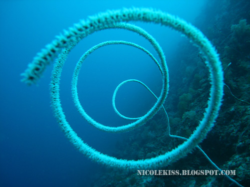 spiral coral