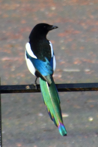 Kelvingrove Park Magpies 47