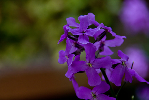 purple Flower