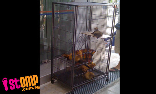  Wild animals found at police post: Someone must have kept them illegally