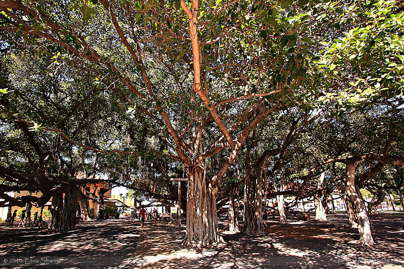 Maui - Banyan tree at the park in Lahaina by Elisa Sherman | photosbyelisa.com