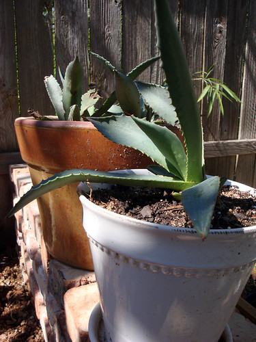 potted_agave_pups