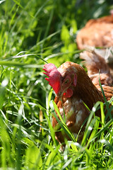 Brown hen making sure grass is edible