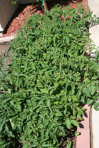 Tomato hedge to be teepeed