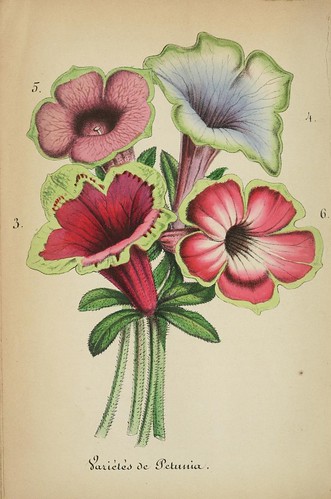 Varities of Petunia