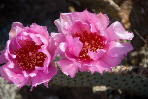 Beavertail Cactus Blossom