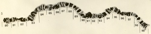 Cromossomo politênico 5 da D.nappae