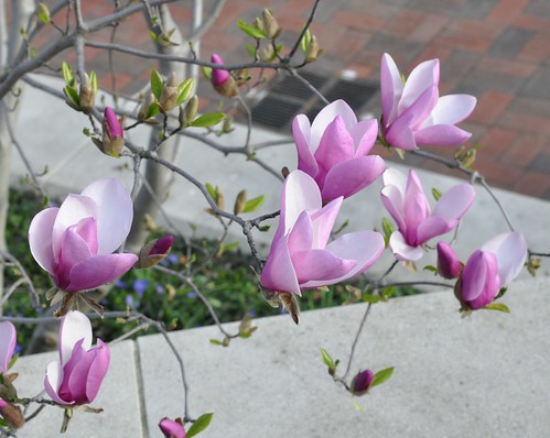 jane magnolia tree pictures. #39;Jane#39; Magnolia