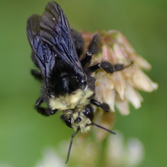 SoddenBumblebee