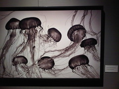 Henry Horenstein - Brown Sea Nettles