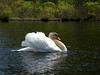 The male swan.