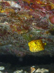 Juvenile Yellow Boxfish
