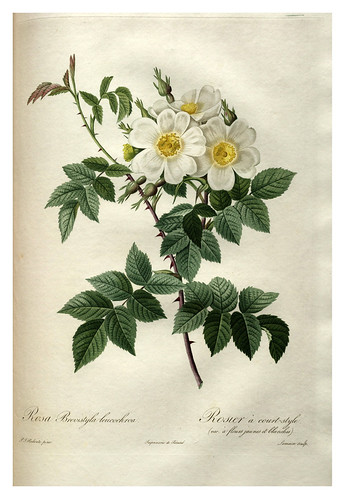 013-Les roses 1817-1824- Pierre-Joseph Redouté