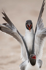 Laughing Gulls Getting Serious