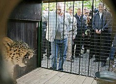 俄羅斯總理普亭於5月3日前往索契國家公園探視波斯豹。圖片來源：普亭總理辦公室。