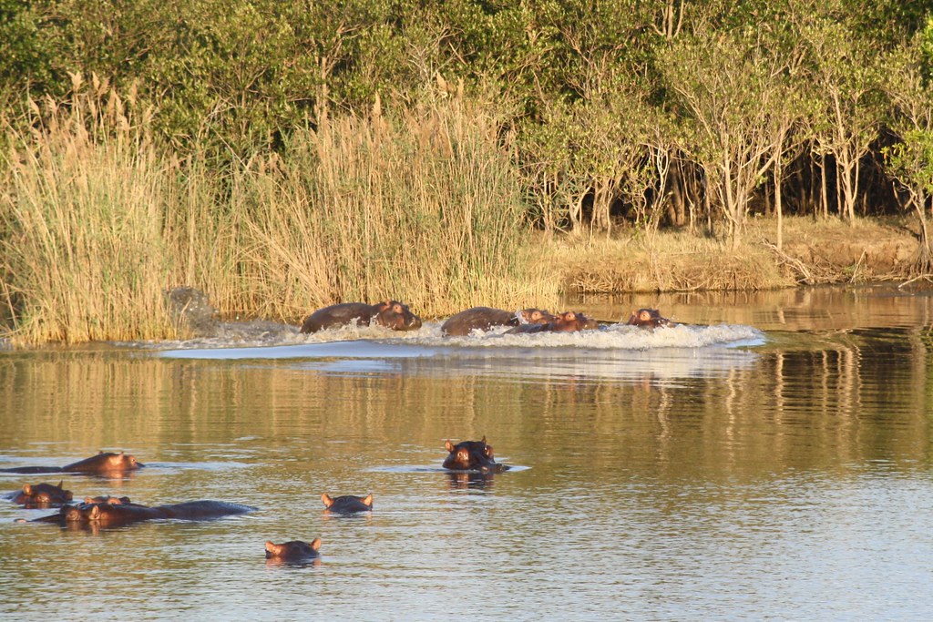 фото: Hippos