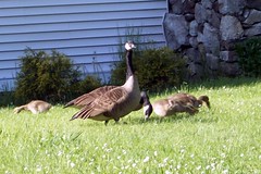 Geese_52710c