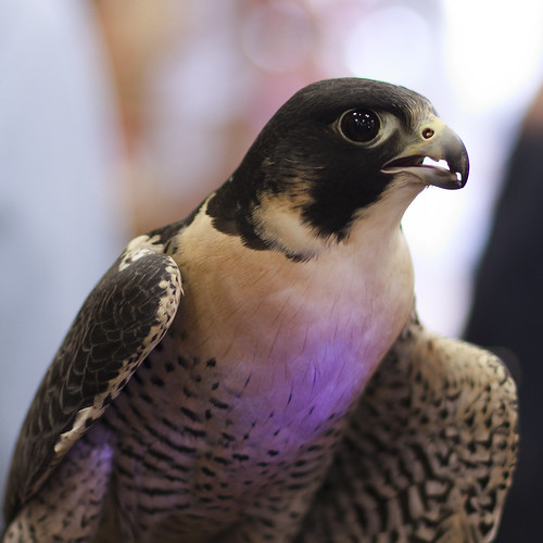 Falcon in the Bird Store