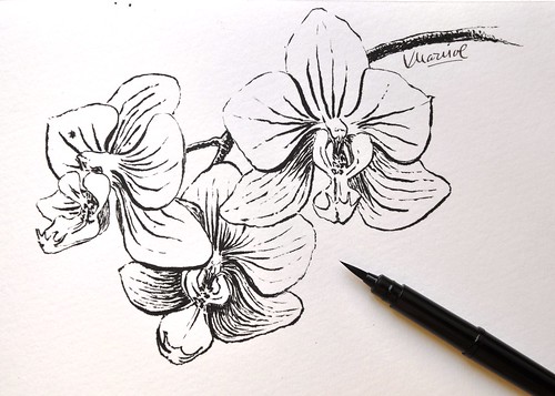 Orquidea drawn with Pentel Brush Pen