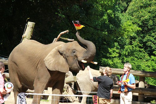 2010-06-02_Elefanten-Kick-Off (02) © Barbara Scheer & Zoo Wuppertal