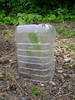 Cloche by London Permaculture