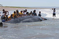 Whale rescued in front of Paraiso del Mar casas