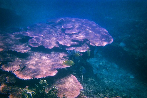 Underwater near Tioman