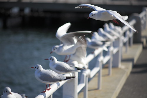 Sea gull @ Yokohama 4