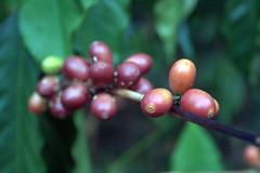 Coffee Growing