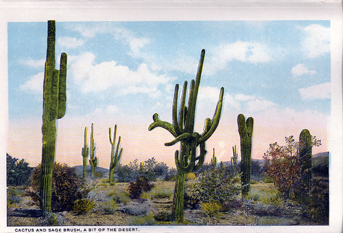 Cactus and Sage Brush