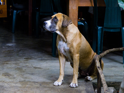 Dog at Los Amigos Hostel