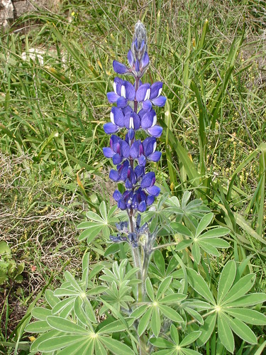 Lupine with leaves