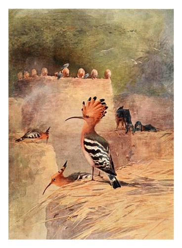001-Abubilla-Egyptian birds for the most part seen in the Nile Valley (1909)- Charles Whymper