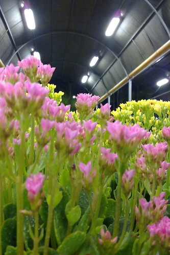 Flowers in a CNY flower market