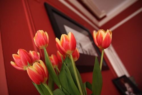 fresh tulips...