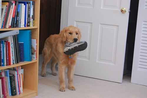 biscuit and shoe