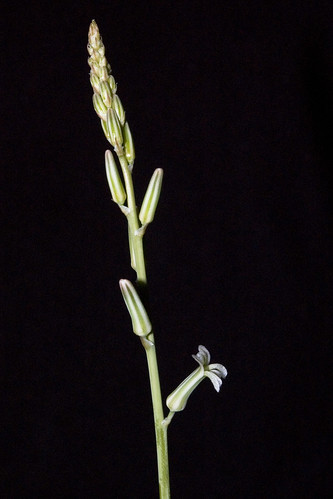 Haworthia limifolia flowers