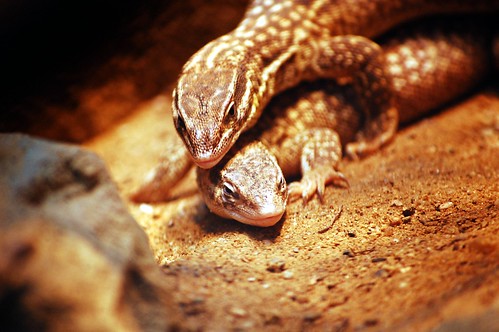Mating Lizards