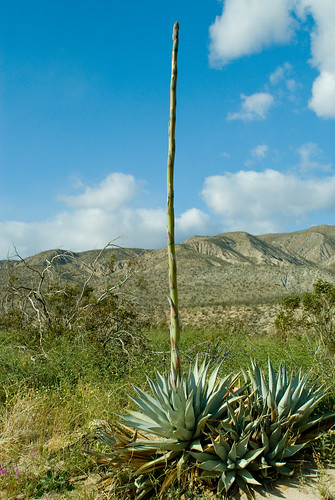 Agave -- Ready to Bloom