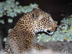 Leopard, South Luangwa