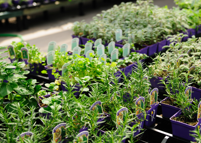 Rows of Herbs