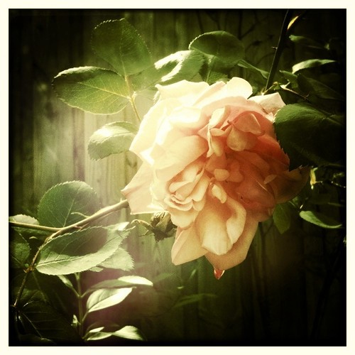 A Rose for Tori