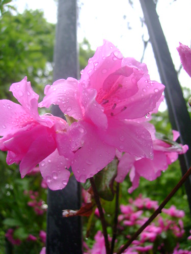 pink flower 004