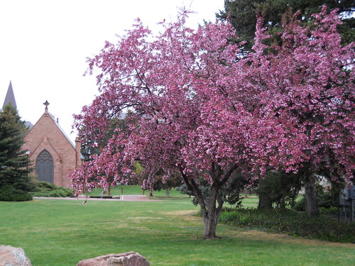 Tree and chapel, DU campus