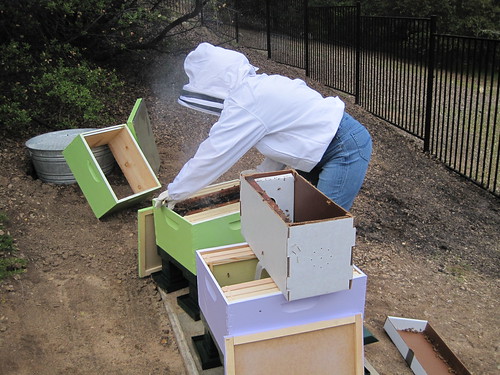 Putting my bees in their hive