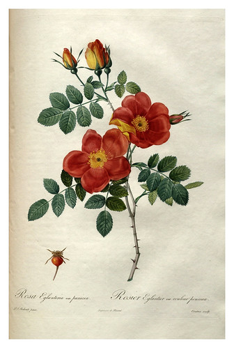 010-Les roses 1817-1824- Pierre-Joseph Redouté