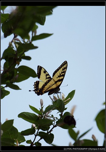 Eastern Tiger Swallowtail (Papilio glaucus) 1