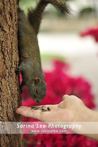 squirrels with nuts. tree squirrels smell nuts