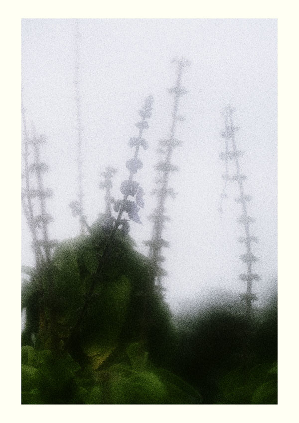 A soft focus grainy photograph of plants taken against the sky.