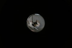 ラムネビー玉レンズで撮った三毛猫